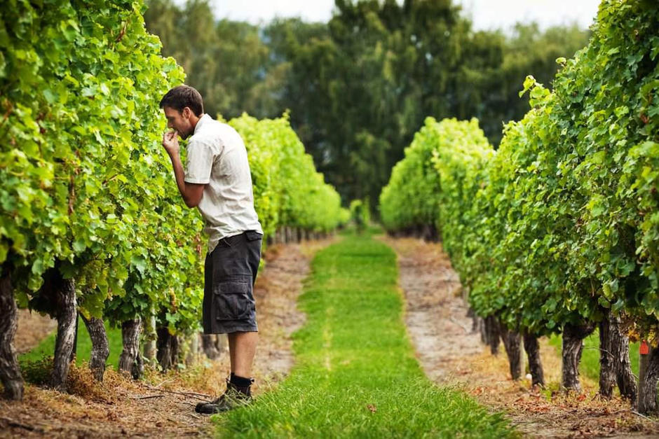 Kim Crawford Winemaker Anthony Walkenhorst