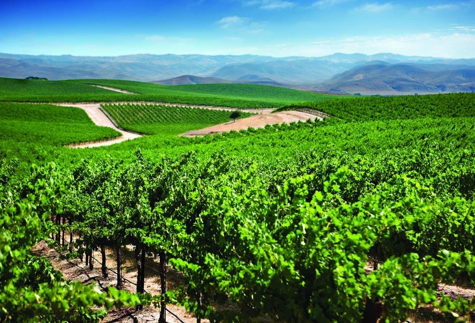 Vingård Robert Mondavi Private Selection Winery